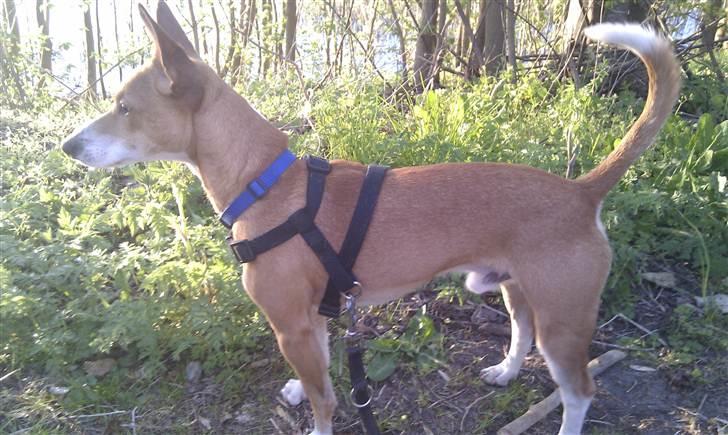 Blanding af racer Benjii billede 2