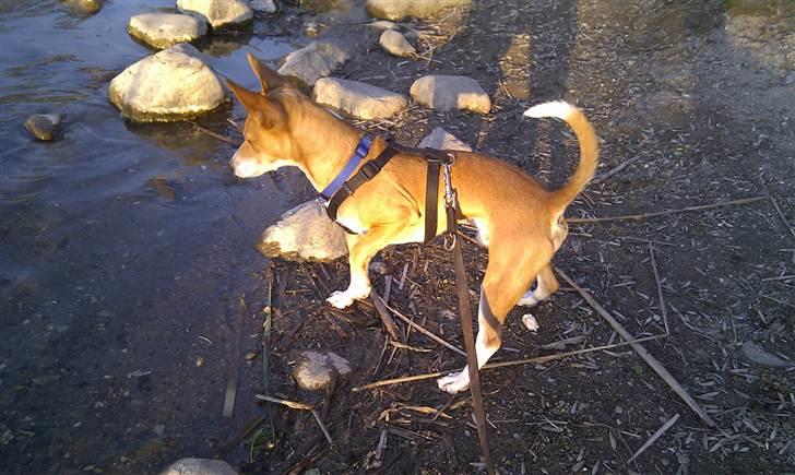 Blanding af racer Benjii billede 3