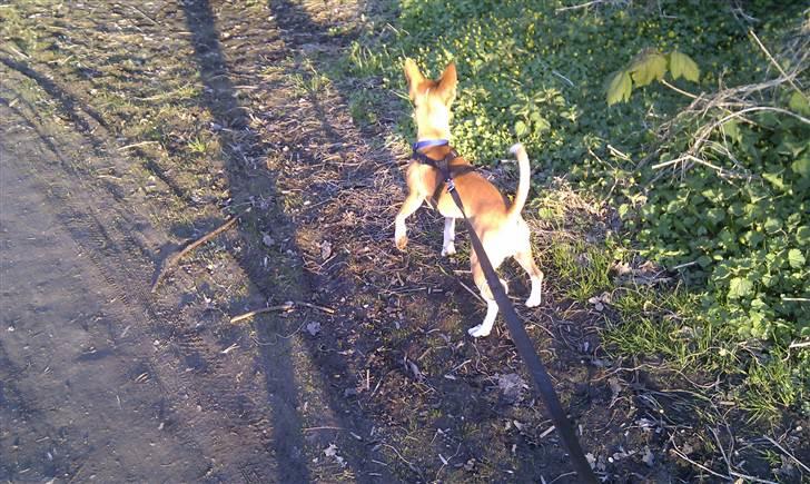 Blanding af racer Benjii billede 4