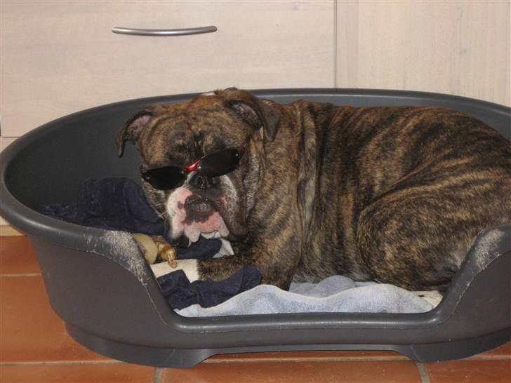 Olde english bulldogge spanger´s Babyface.(ATILA - yes så er det sku blevet sommer igen skkkkkkkkkøøøøønt billede 20
