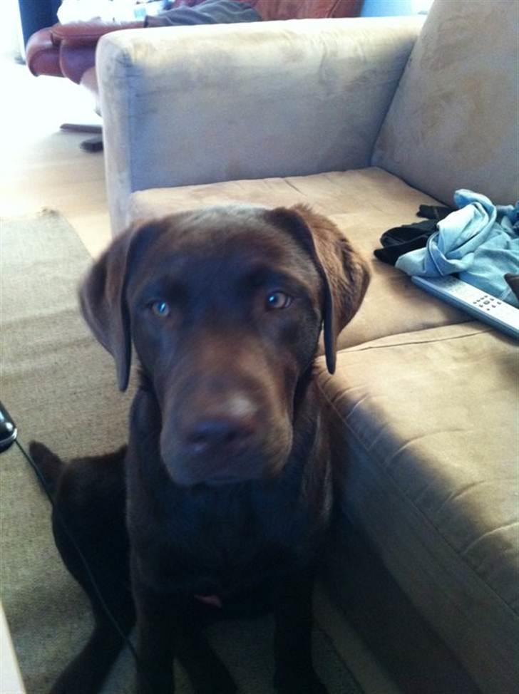 Labrador retriever Tyson billede 13