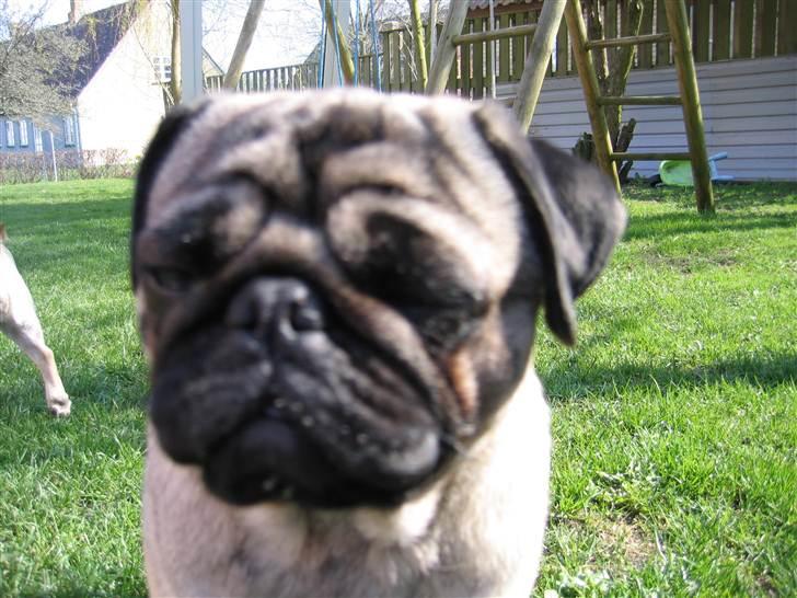 Mops Greenlands Dario billede 8