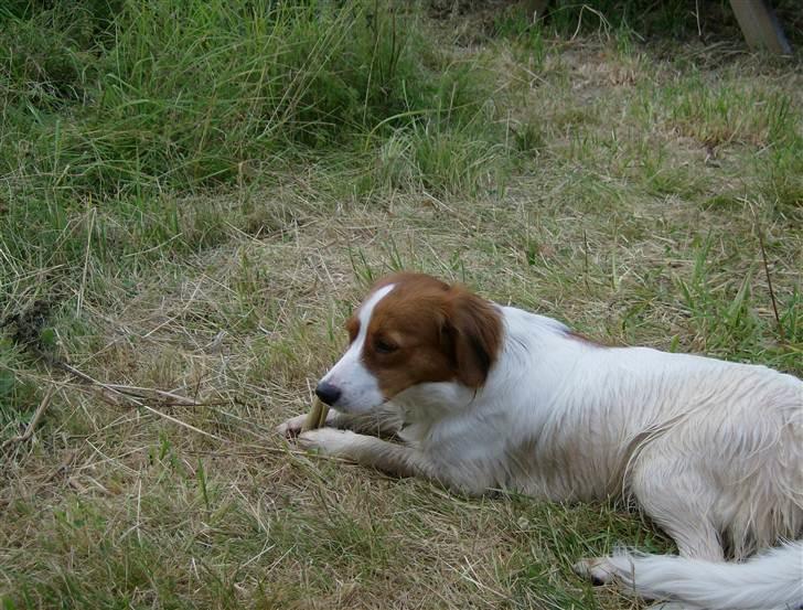 Kooikerhondje Mille billede 1