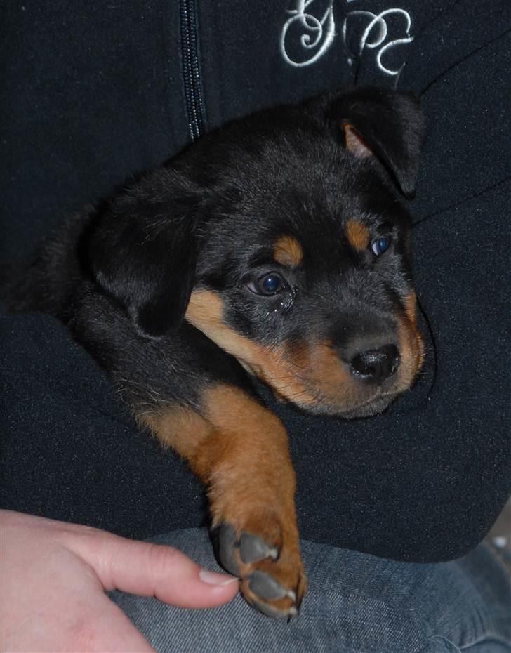 Rottweiler Bailey billede 3