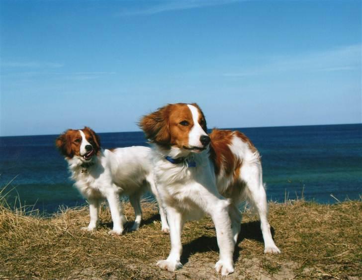 Kooikerhondje Mille billede 4