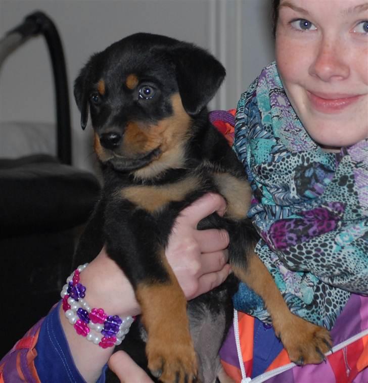 Rottweiler Bailey billede 4
