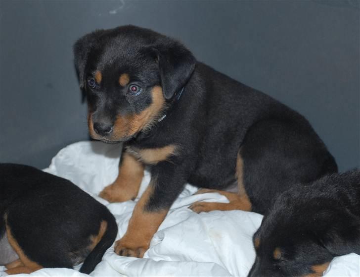 Rottweiler Bailey billede 5