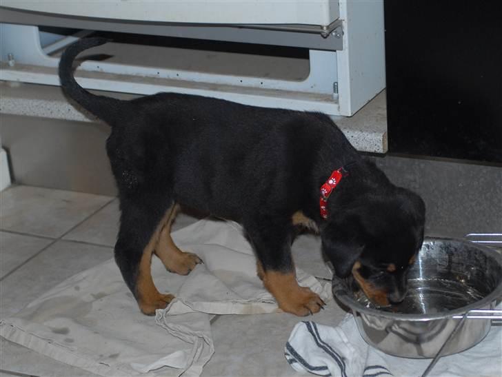 Rottweiler Bailey billede 6