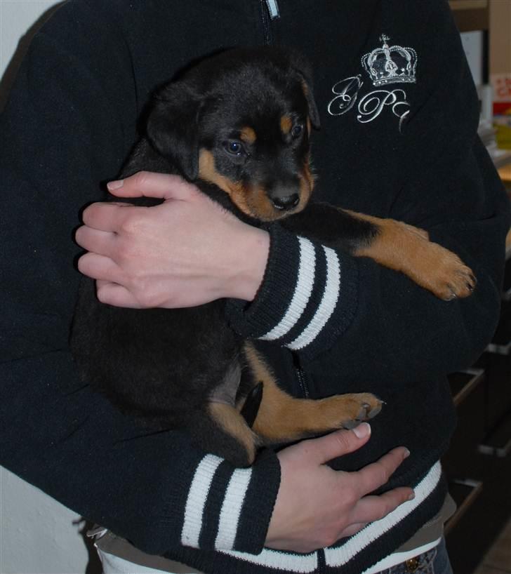 Rottweiler Bailey billede 7