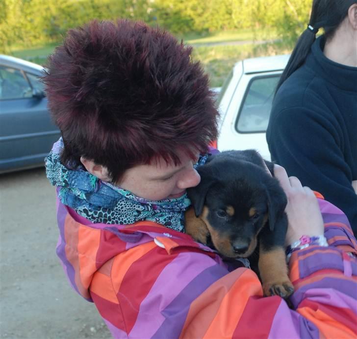 Rottweiler Bailey billede 8