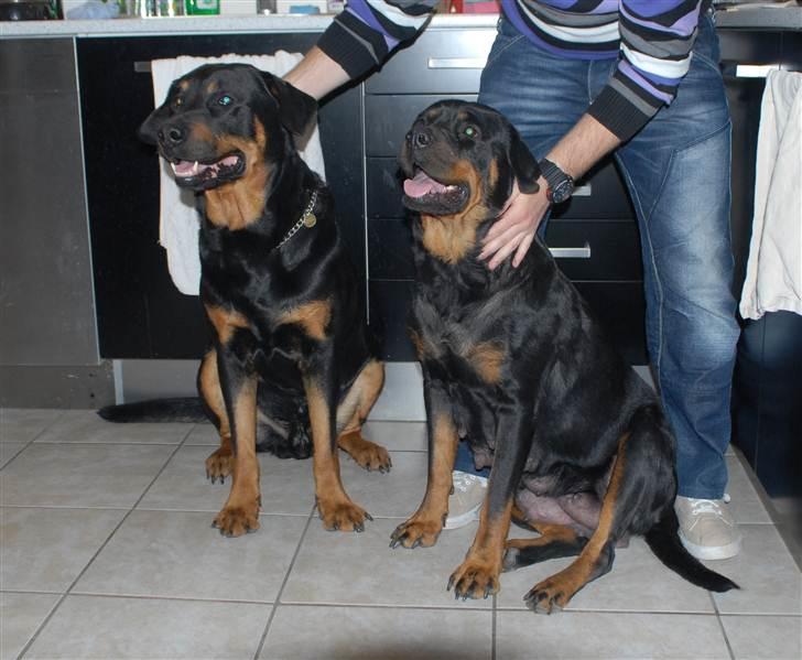 Rottweiler Bailey billede 9