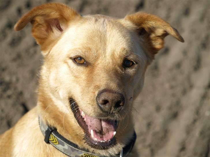 Blanding af racer Spanskgadehund Eddy - VeLkoMMEn Til Eddy´s profil! billede 1