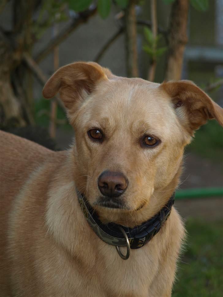 Blanding af racer Spanskgadehund Eddy - Smukke dreng! billede 2