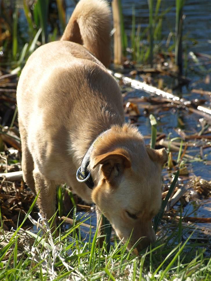 Blanding af racer Spanskgadehund Eddy - Eddy ved søen;p billede 3