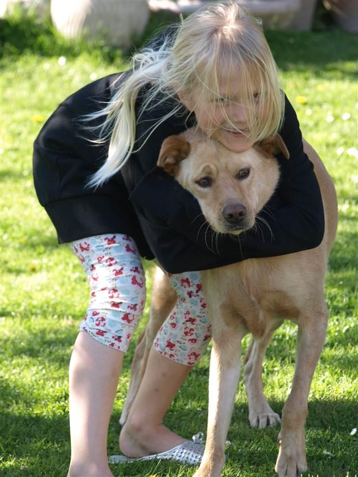 Blanding af racer Spanskgadehund Eddy - Lillesøster og Eddy billede 4