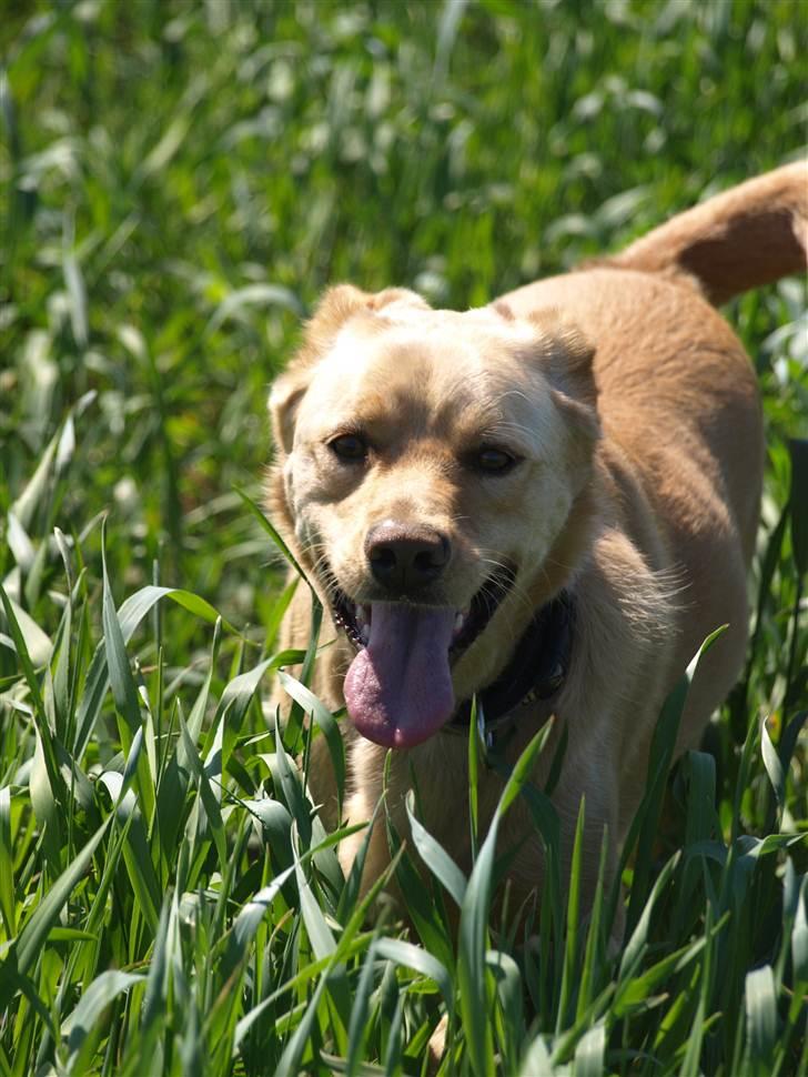 Blanding af racer Spanskgadehund Eddy - Ude i marken! billede 5