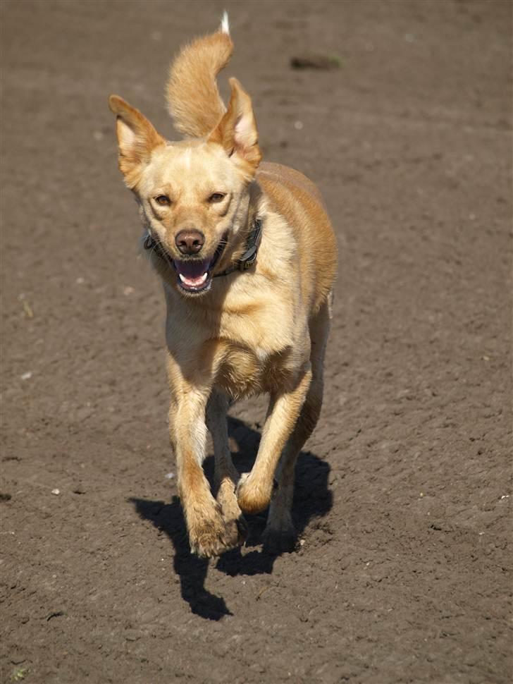 Blanding af racer Spanskgadehund Eddy - weee  billede 6