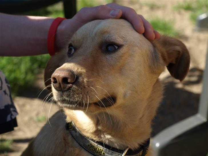 Blanding af racer Spanskgadehund Eddy - deeeeeeeeeeeeeejligt at bli nusset! billede 7