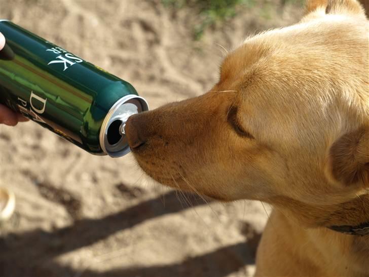 Blanding af racer Spanskgadehund Eddy - adr billede 8