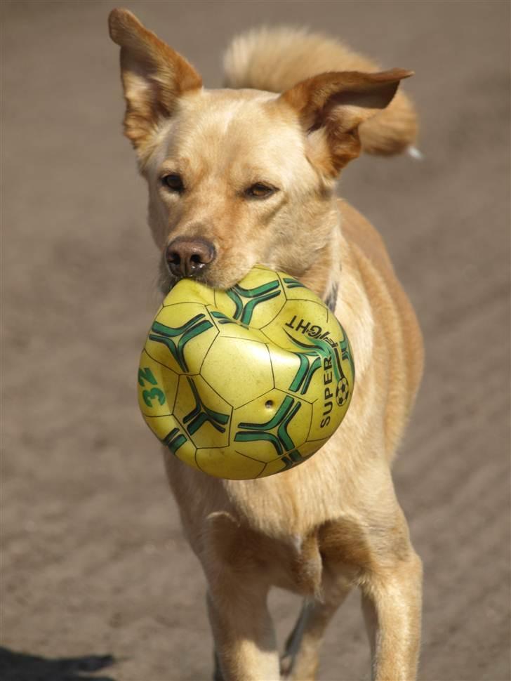 Blanding af racer Spanskgadehund Eddy - MIN bold! billede 9