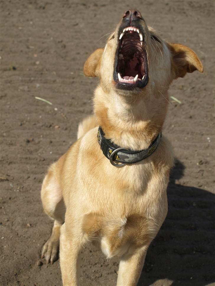 Blanding af racer Spanskgadehund Eddy - Se mine bisser!:D:D billede 10