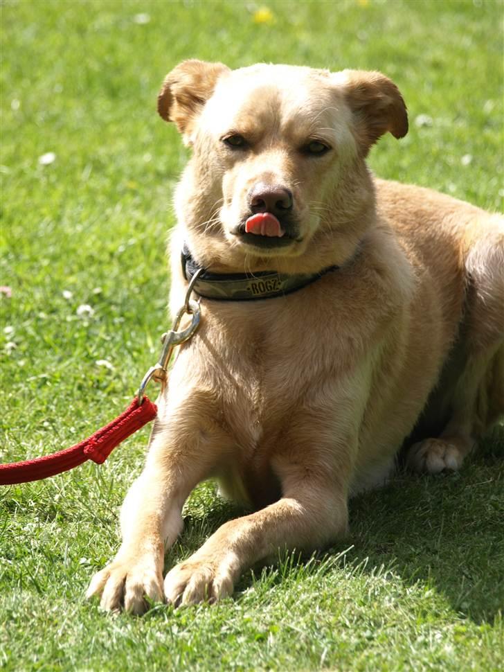 Blanding af racer Spanskgadehund Eddy - læk læk lækker;P billede 11