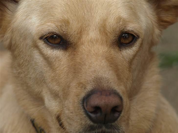 Blanding af racer Spanskgadehund Eddy - nam nam;* billede 12