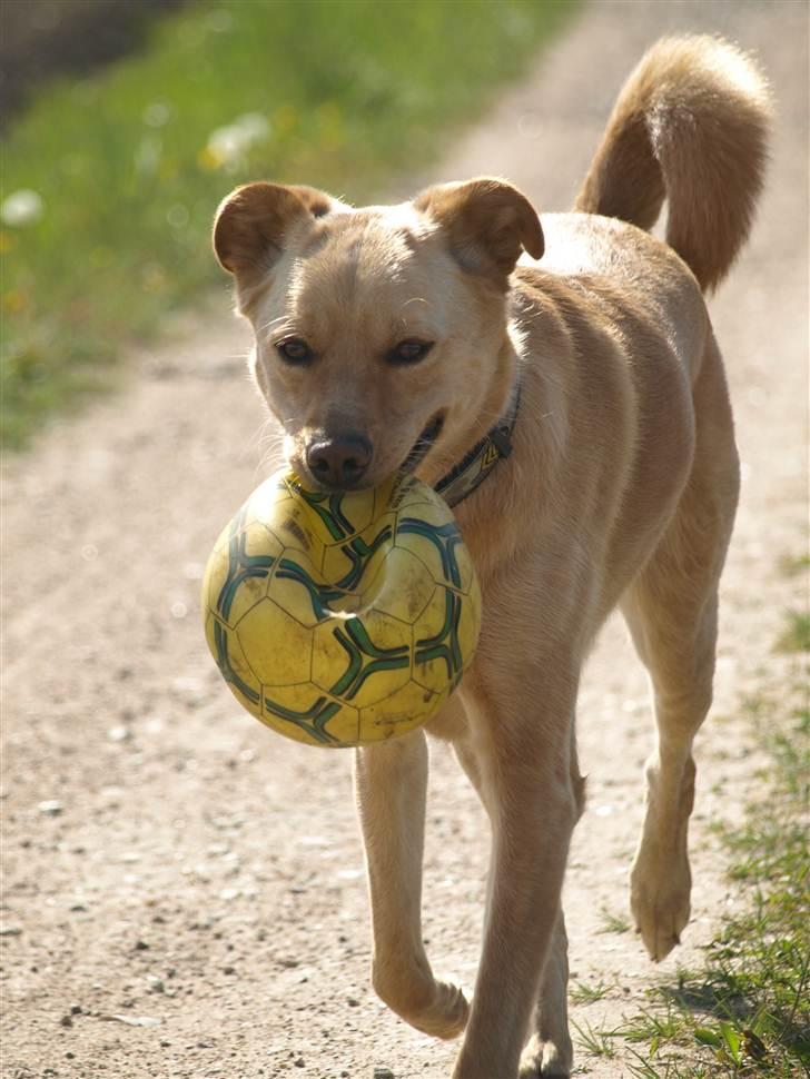 Blanding af racer Spanskgadehund Eddy - se mig! billede 13