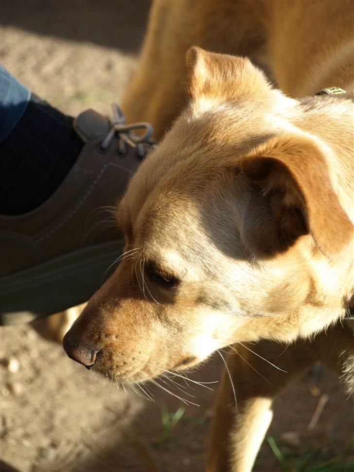 Blanding af racer Spanskgadehund Eddy - EEElsker fødder:)  billede 14