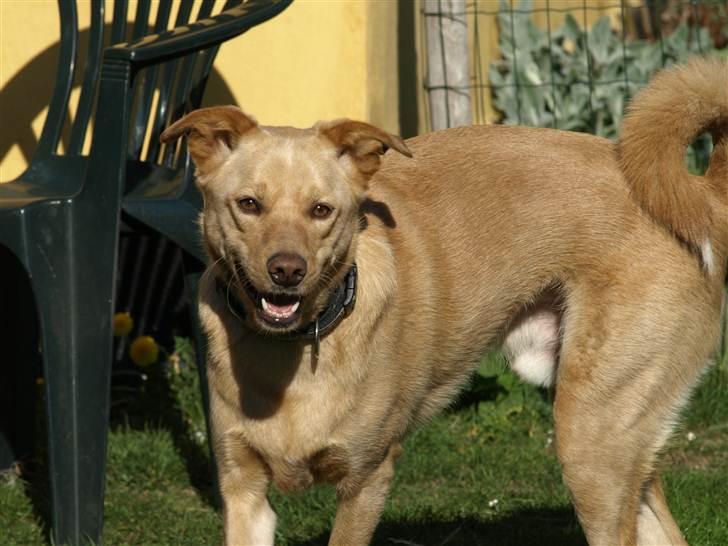 Blanding af racer Spanskgadehund Eddy - nuuurh billede 15