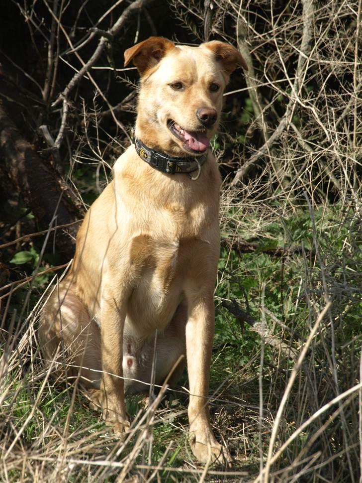 Blanding af racer Spanskgadehund Eddy - lækker model! billede 16