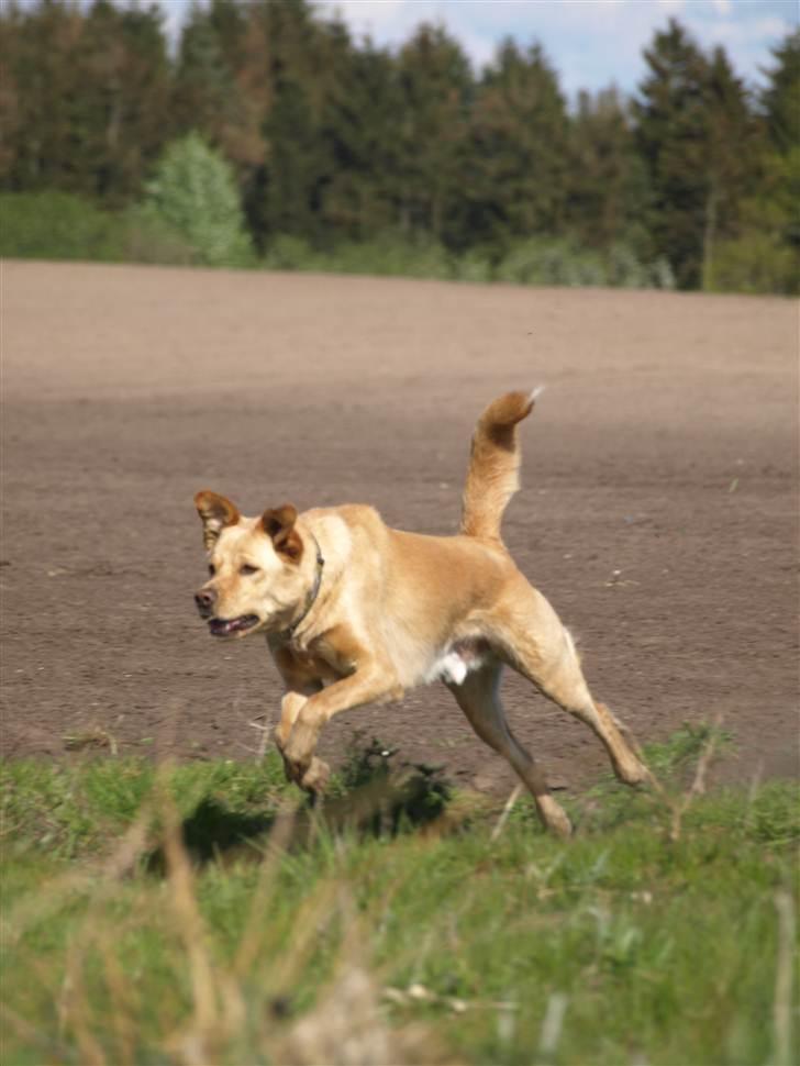 Blanding af racer Spanskgadehund Eddy - hoppe kan jeg ogs! billede 17