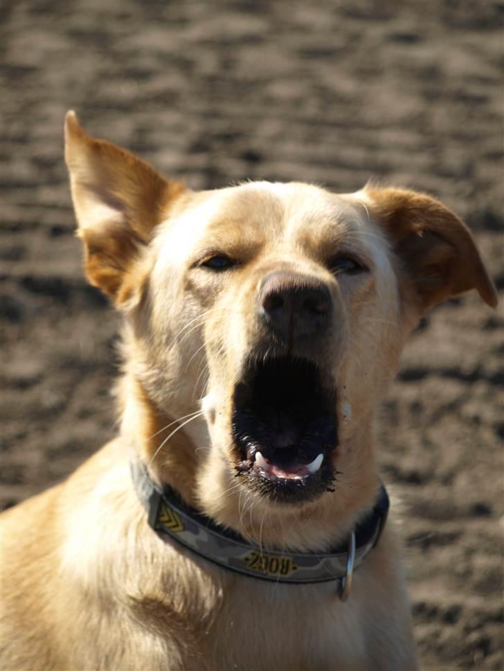 Blanding af racer Spanskgadehund Eddy - vooooooooov billede 18