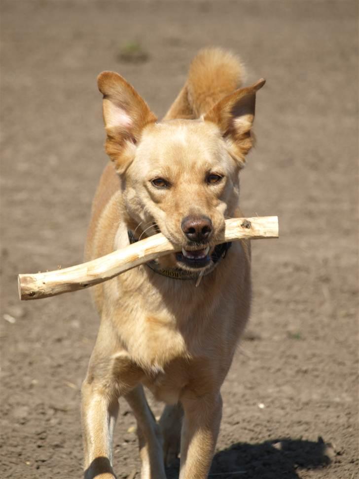 Blanding af racer Spanskgadehund Eddy - hvor er jeg bedårende:D billede 19