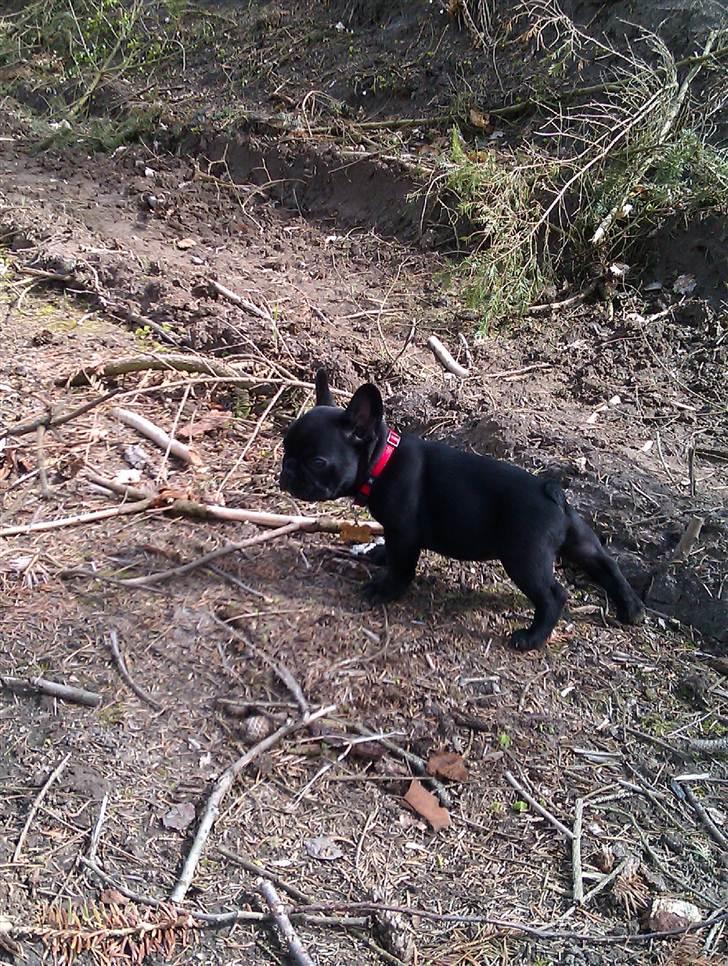 Fransk bulldog Lucky Seven's Chang billede 11