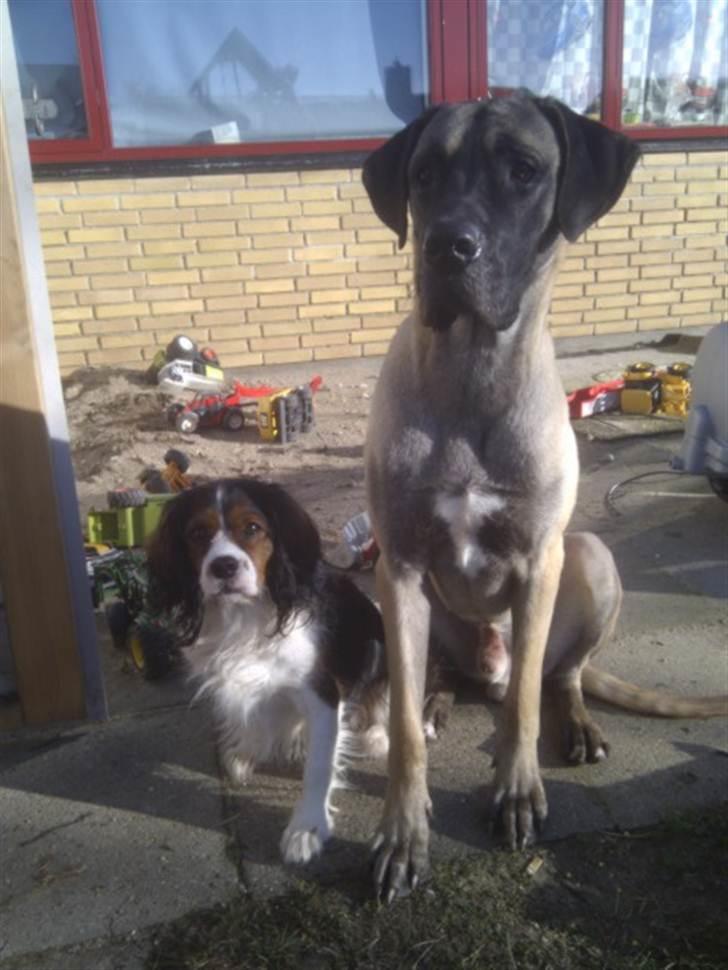 Blanding af racer futte billede 10