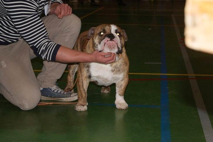 Engelsk bulldog Wallace *Kinibox*  billede 13