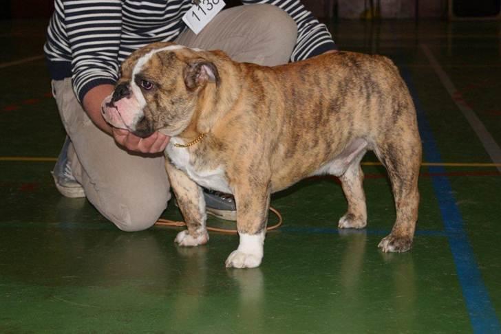 Engelsk bulldog Wallace *Kinibox*  billede 14
