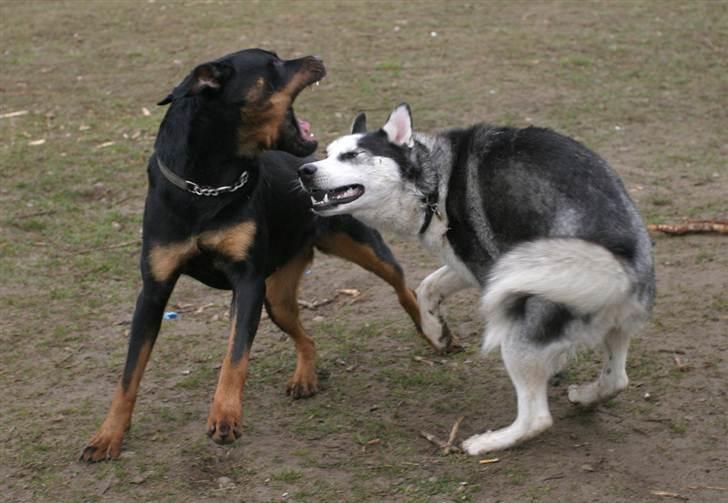 Rottweiler BHP Rotts Anina (Freja) - Leger altså bare billede 3