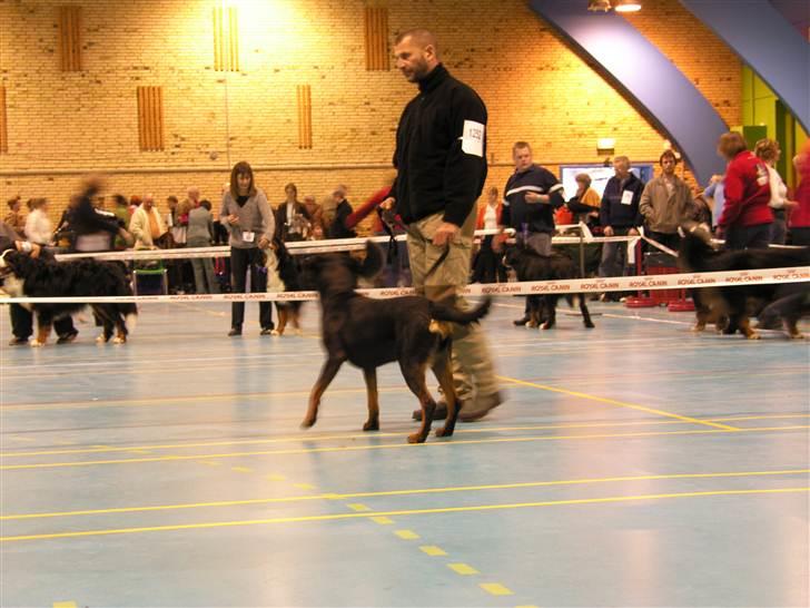 Rottweiler BHP Rotts Anina (Freja) - Udstilling. Hun fik point nok til at avle billede 4