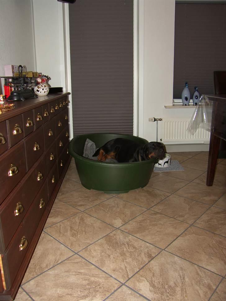 Rottweiler BHP Rotts Anina (Freja) - Hygger billede 5