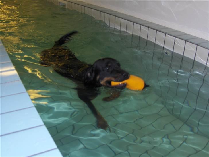 Rottweiler BHP Rotts Anina (Freja) - Elsker bare at svømme billede 1