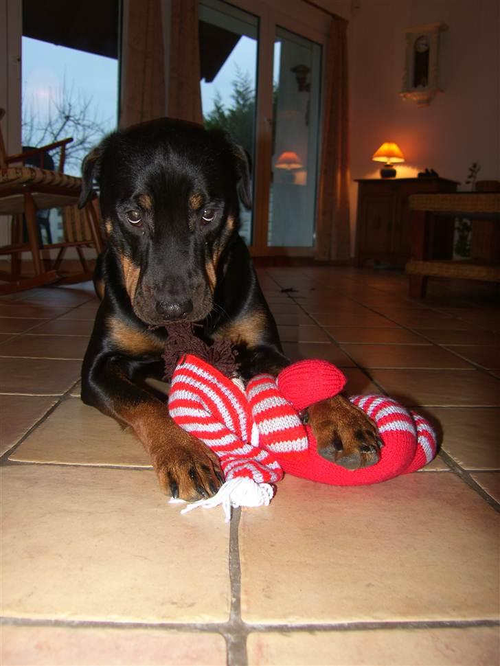 Rottweiler BHP Rotts Anina (Freja) - Nissedræber :-D billede 6