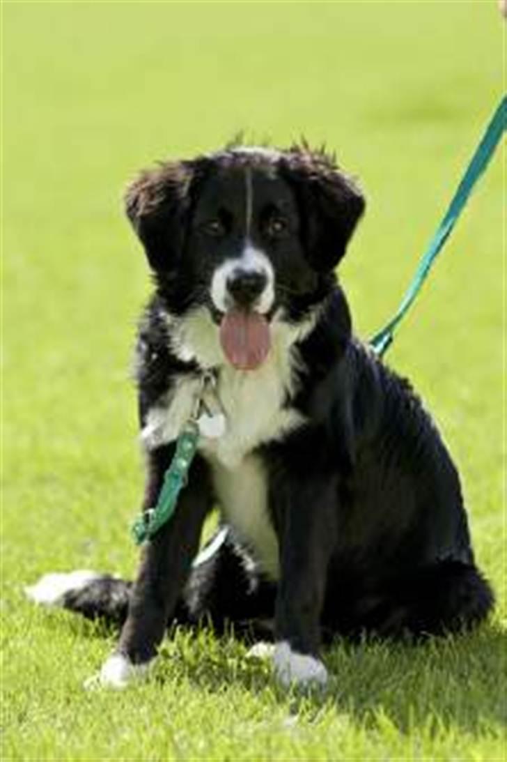 Blanding af racer Balder billede 1