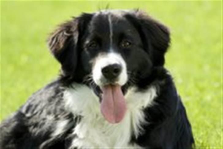 Blanding af racer Balder billede 2