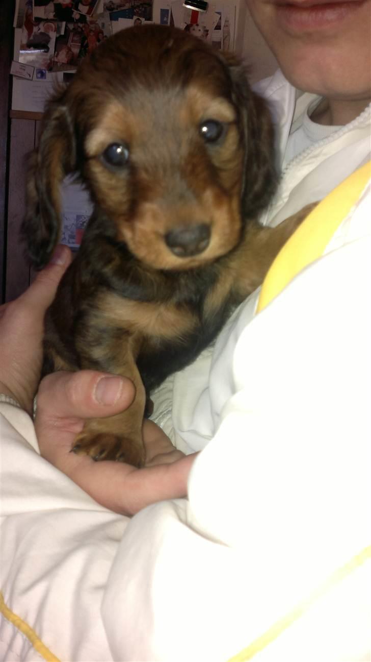 Dværggravhund Nanna billede 1