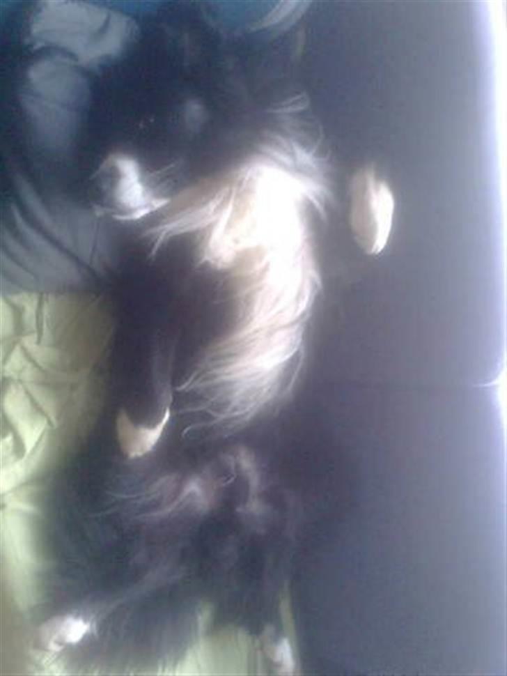 Blanding af racer Balder billede 3