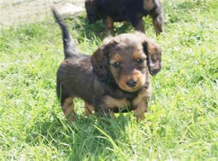 Dværggravhund Nanna billede 2