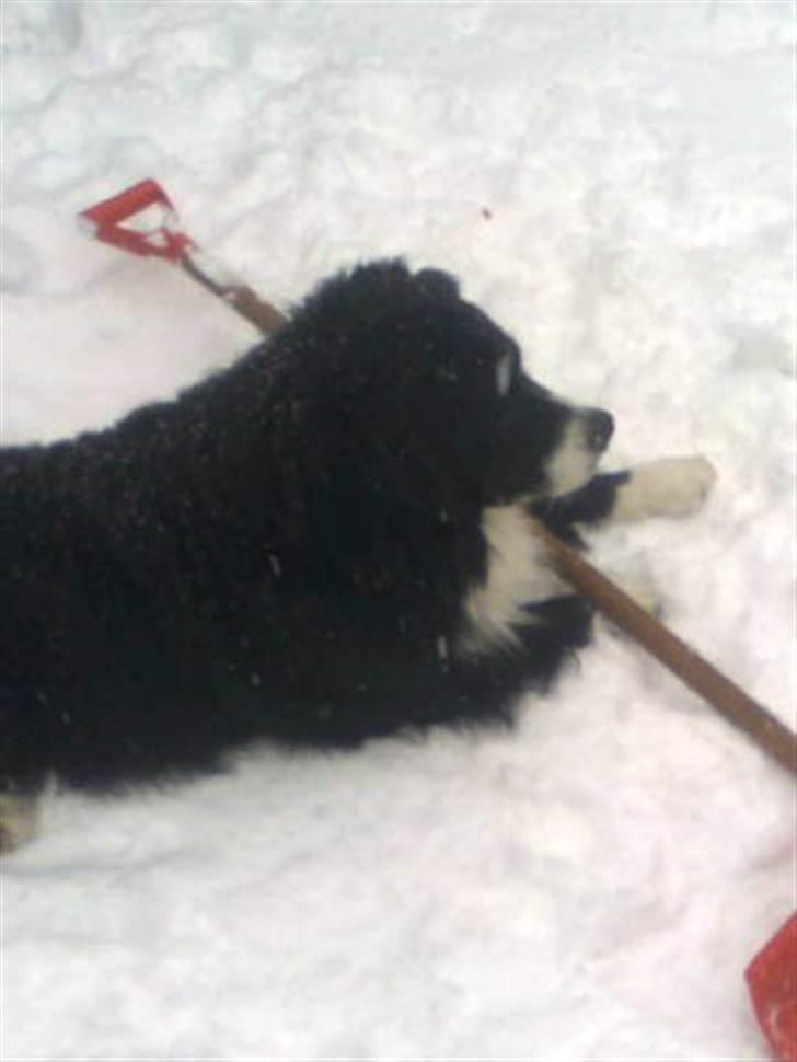 Blanding af racer Balder billede 4