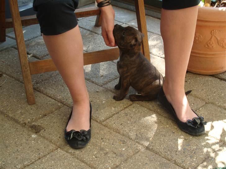 Staffordshire bull terrier Belila's Buddy - Buddy 7 uger billede 3